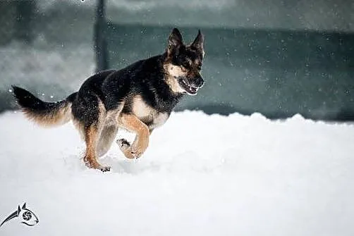 Leo - młody, zdrowy, do adopcji gotowy:) ,  śląski