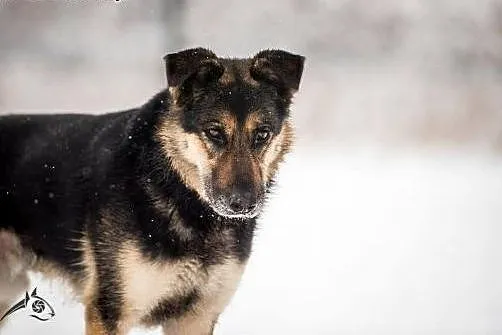 Leo - młody, zdrowy, do adopcji gotowy:) ,  śląski