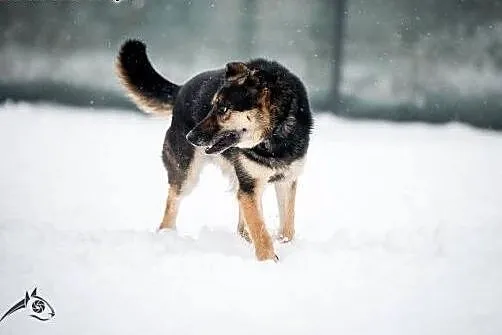 Leo - młody, zdrowy, do adopcji gotowy:) ,  śląski