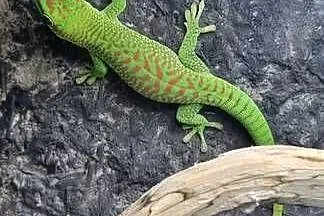 Felsuma madagaskarska