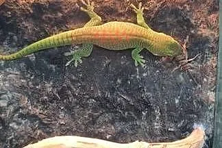 Felsuma madagaskarska, Małopolskie, Myślenice
