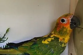 Papugi konury słoneczne , Bochnia