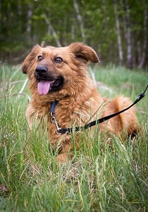 Kochana Misia - prawdziwy diament do adopcji, ma