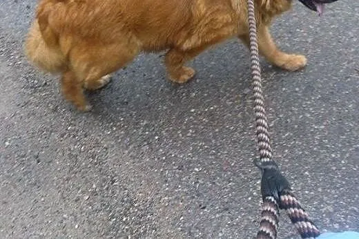 Kochana Misia  - prawdziwy diament do adopcji,  ma