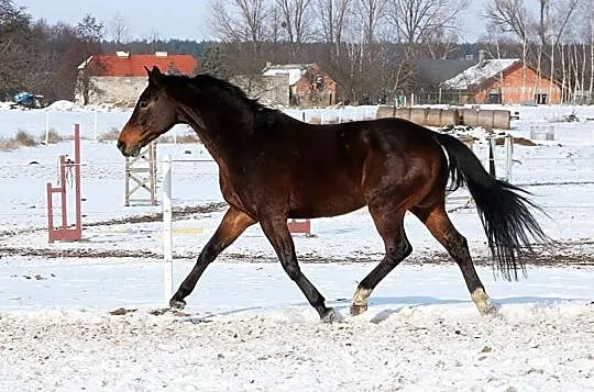 Walach z predyspozycjami /zamiana, , Osiniec