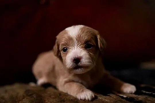 Maltipoo szczeniaki F1