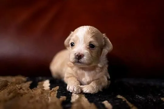 Maltipoo szczeniaki F1, Podlaskie, Augustów