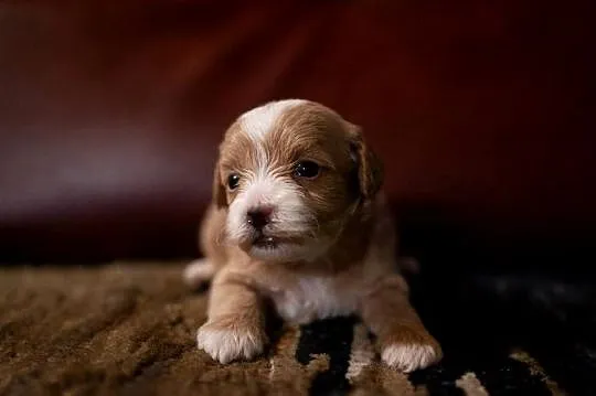 Maltipoo szczeniaki F1, Podlaskie, Augustów