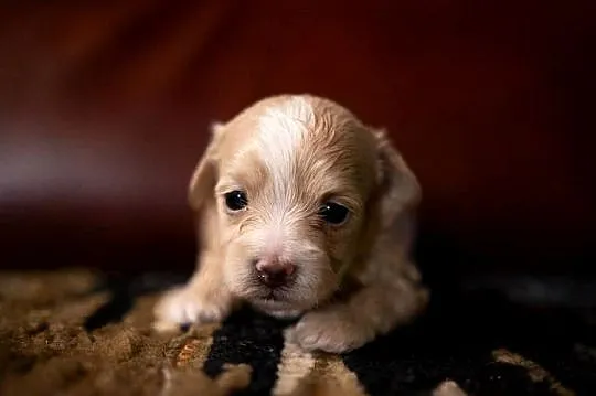 Maltipoo szczeniaki F1, Podlaskie, Augustów