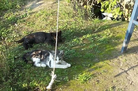 Trzy kociaki z działek - niełatwa przeszłość, czy 