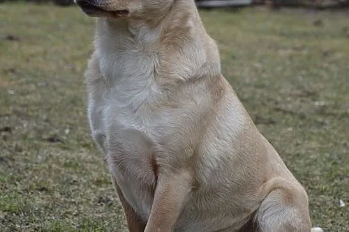 Gucio to piesek, którego los nie oszczędzał