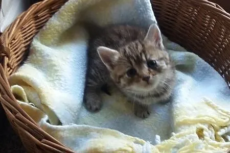6 tygodniowa koteczka Lolitka szuka domu