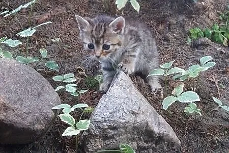 6 tygodniowa koteczka Lolitka szuka domu