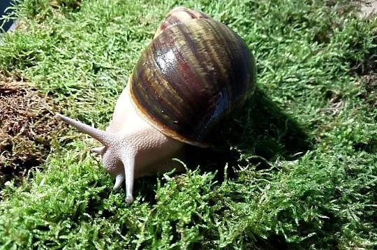 Ślimak Afrykański Archachatina Ventricosa