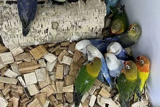 Nierozlaczki bardzo duży wybór, Lubelskie, Ryki