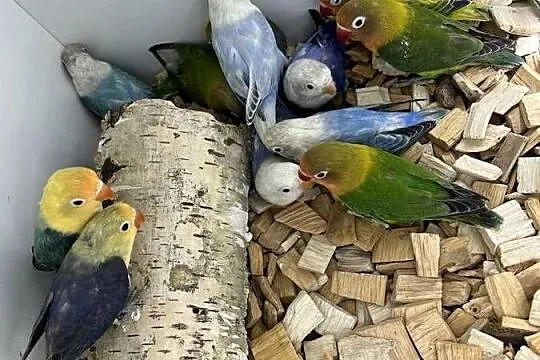 Nierozlaczki bardzo duży wybór, Lubelskie, Ryki