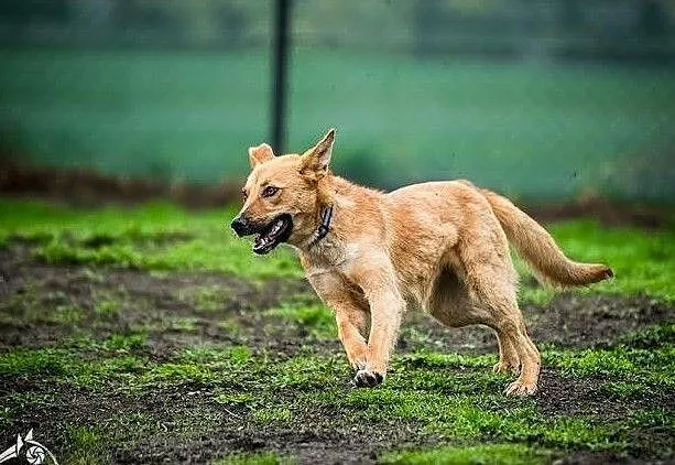 Goni, wypatruje, szczeka czekając na swojego człowieka - Lori, Śląskie, Katowice