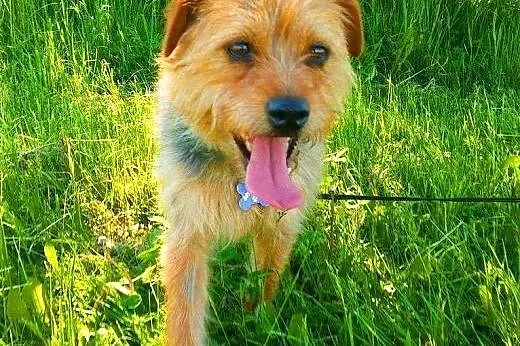 LOLA - piękna, 2 letnia, mała sunia w typie terriera do adopcji,  mazowieckie Warszawa
