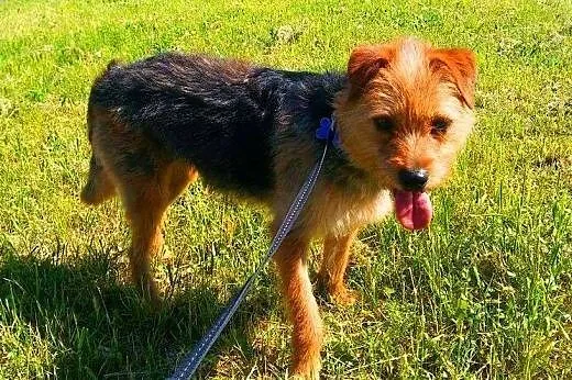 LOLA - piękna, 2 letnia, mała sunia w typie terrie