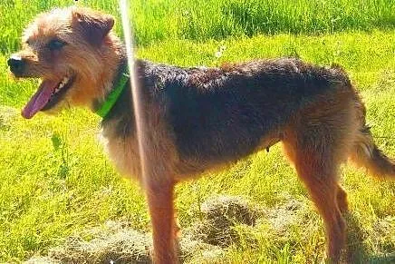 LOLA - piękna, 2 letnia, mała sunia w typie terrie