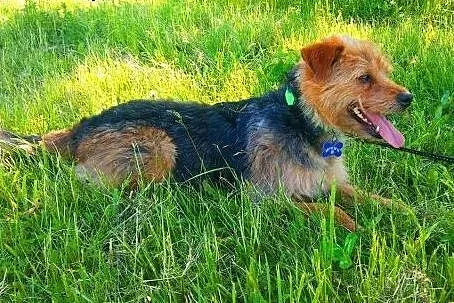 LOLA - piękna, 2 letnia, mała sunia w typie terrie