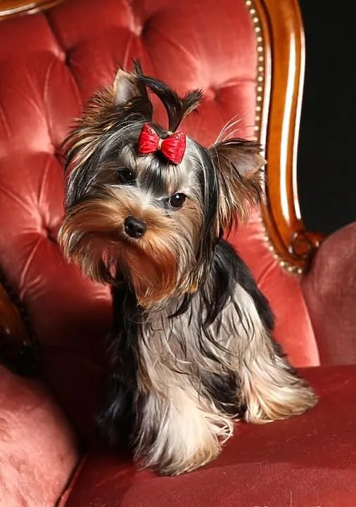Yorki rodowodowe FCI
