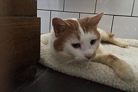 Pozytywny Pan Janiczek szuka domu!,  dolnośląskie 