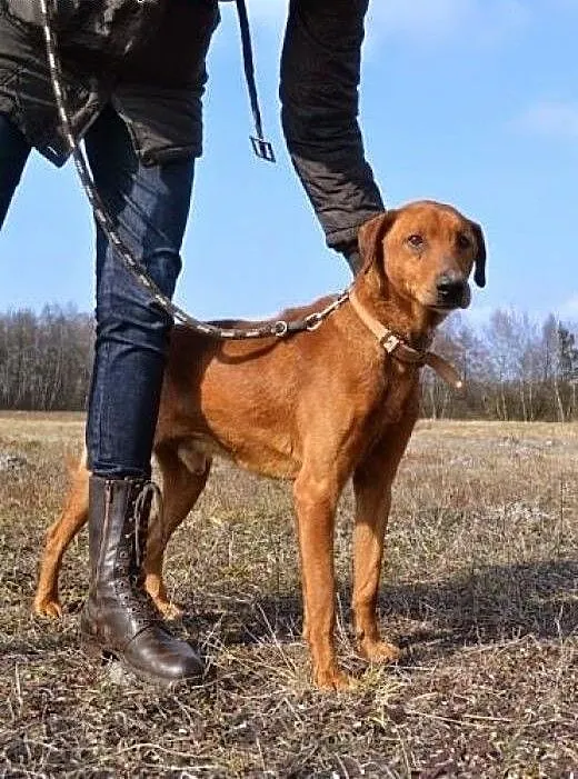 Moris szuka domu - przegrzeczny, bezproblemowy, pr