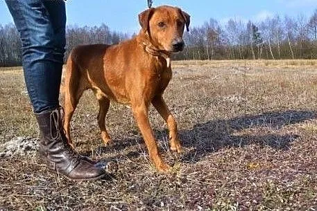 Moris szuka domu - przegrzeczny, bezproblemowy, pr