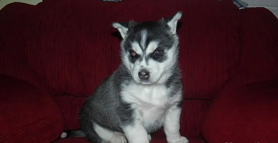 Husky z rodowodem