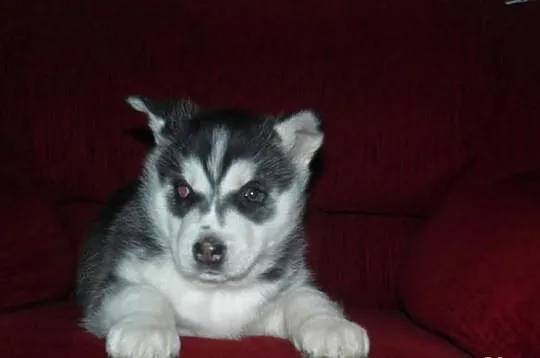 Husky z rodowodem