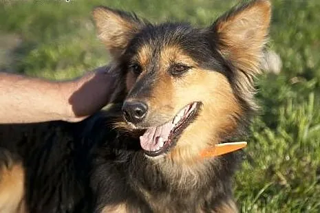 JAŚ kudłata piękność do adopcji :),  Kundelki cała Polska