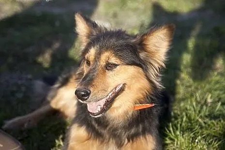JAŚ kudłata piękność do adopcji :),  Kundelki cała