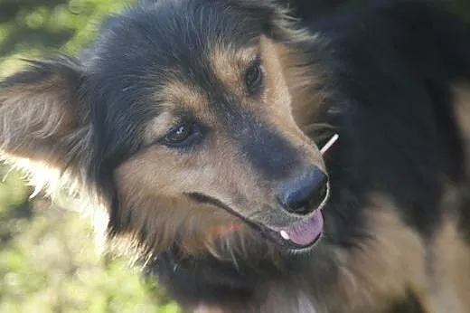 JAŚ kudłata piękność do adopcji :),  Kundelki cała