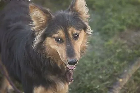 JAŚ kudłata piękność do adopcji :),  Kundelki cała