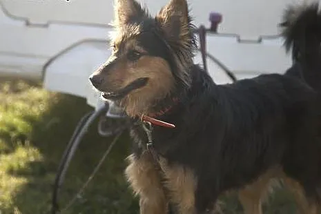 JAŚ kudłata piękność do adopcji :),  Kundelki cała