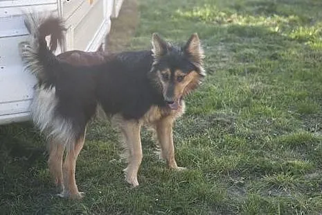 JAŚ kudłata piękność do adopcji :),  Kundelki cała