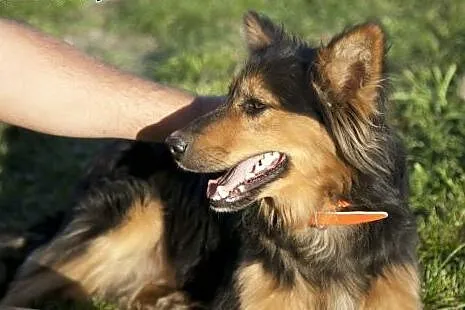JAŚ kudłata piękność do adopcji :),  Kundelki cała