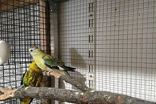 Papugi Świergoty para, Podkarpackie, Krasne