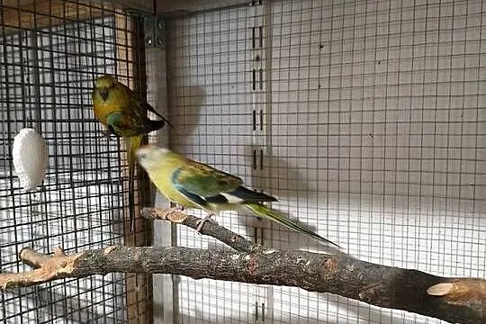Papugi Świergoty para, Podkarpackie, Krasne