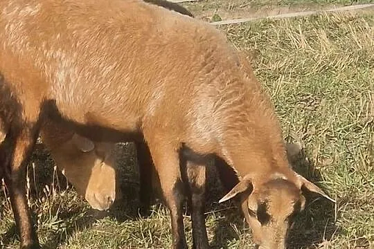 Owieczka Kameruńska, Lubelskie, Parczew