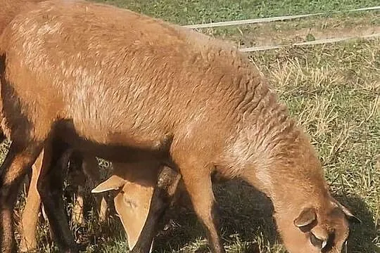 Owieczka Kameruńska, Lubelskie, Parczew
