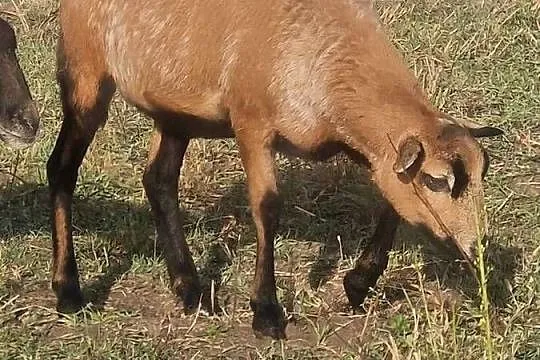 Owieczka Kameruńska, Lubelskie, Parczew