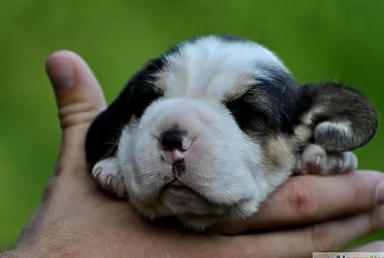 BEAGLE z 