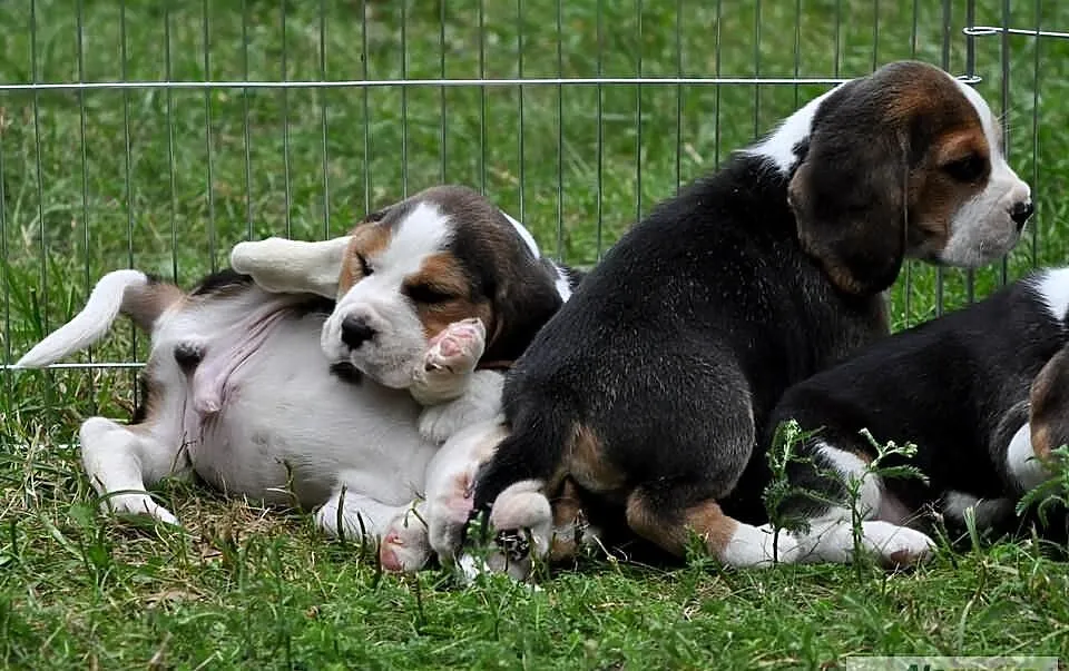 BEAGLE z