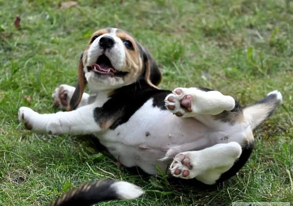 BEAGLE z