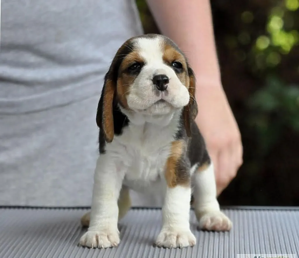 BEAGLE z