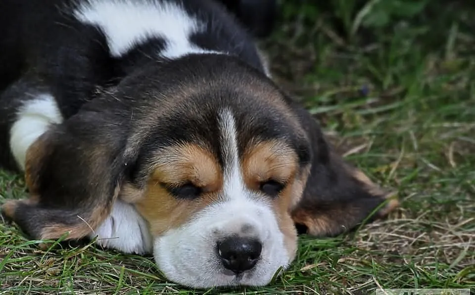 BEAGLE z