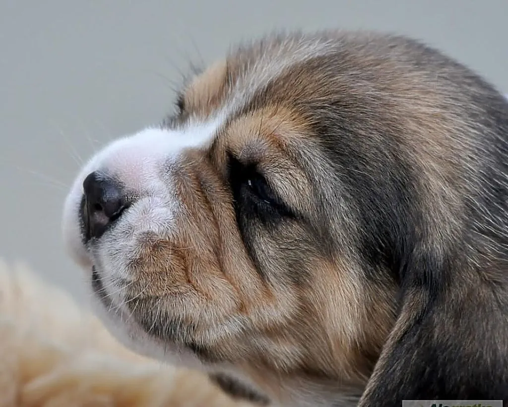 BEAGLE z