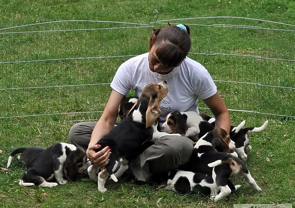 BEAGLE z